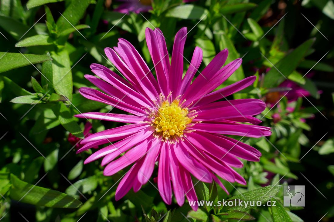 Aster novi-belgii ´Neron´