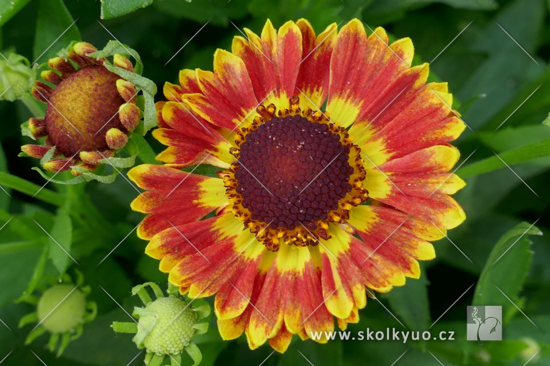 Helenium ´Mariachi± Fuego´