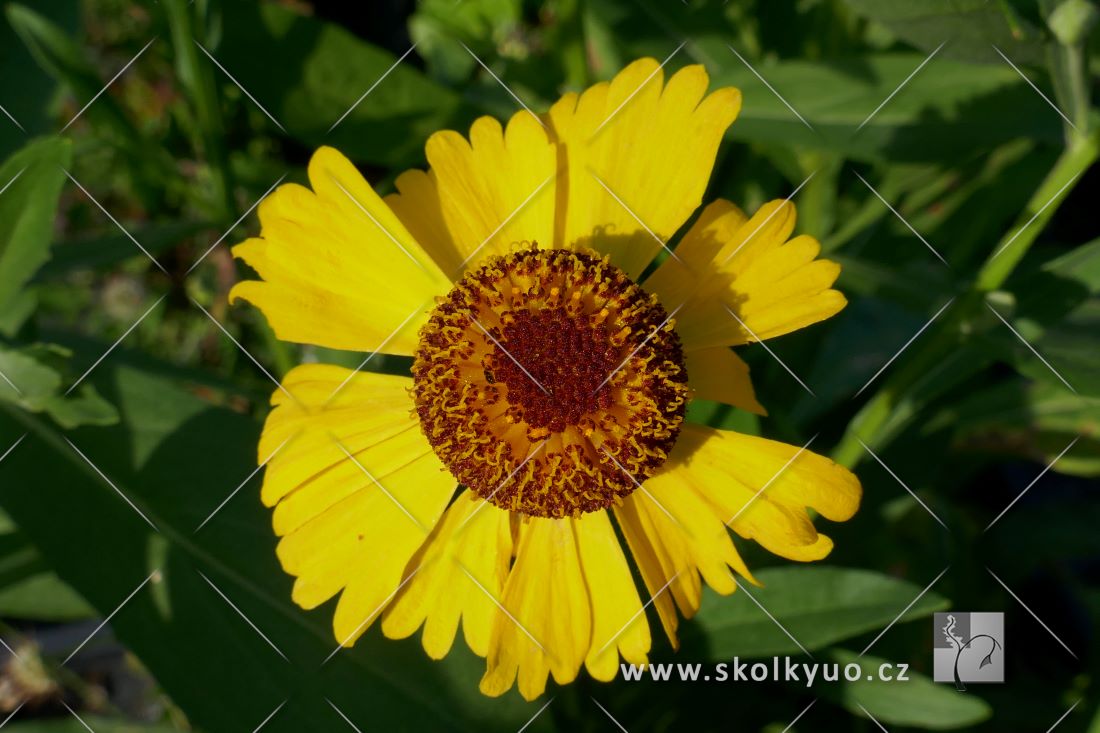 Helenium ´Wesergold´
