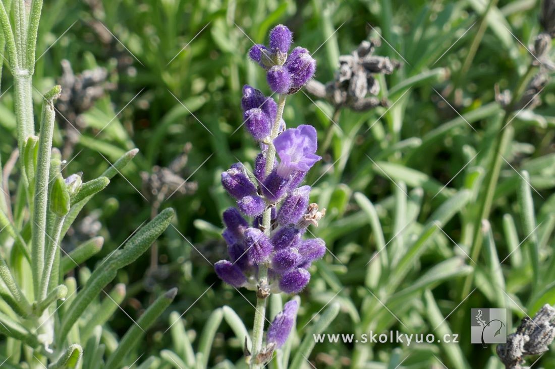 Lavandula angustifolia ´Ardéche® Blue´
