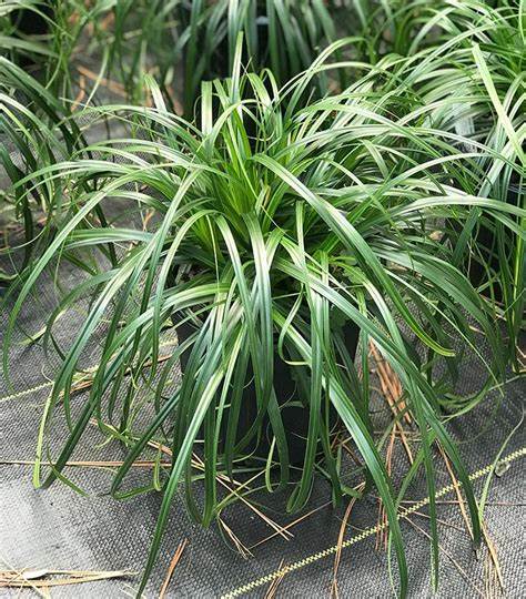 Carex oshimensis´Ribbon Falls´
