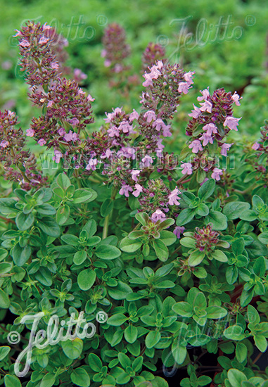 Thymus serpyllum