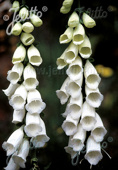 Digitalis purpurea ´Snow Thimble´