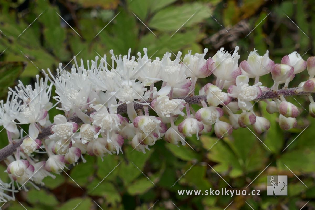Actaea simplex ´Atropurpurea´