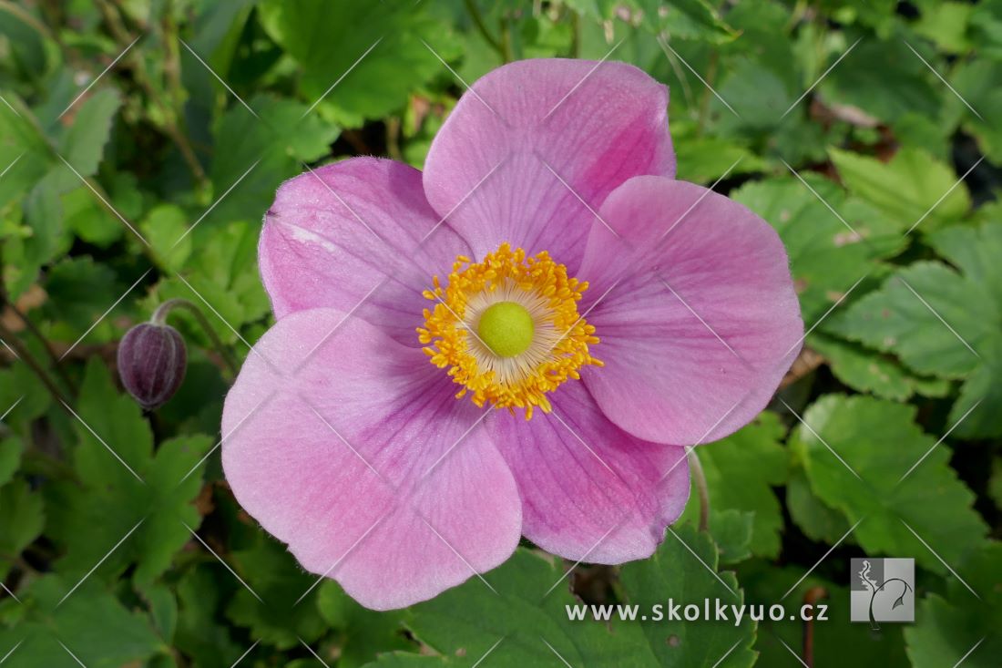 Anemone hupehensis ´Praecox´