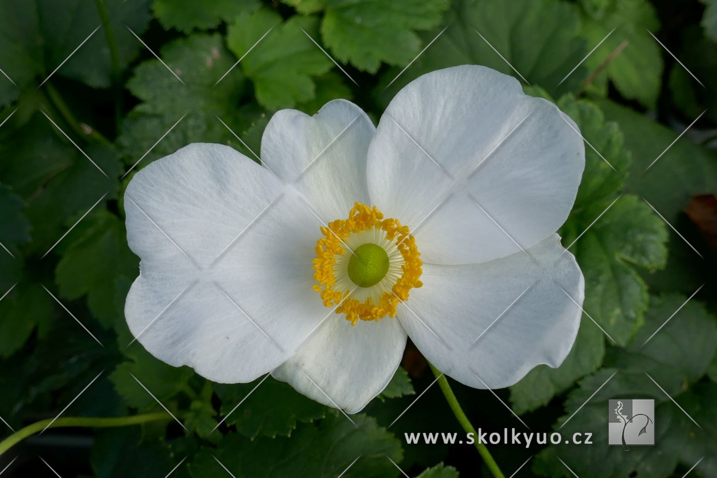 Anemone ´Summer Breeze Snow´
