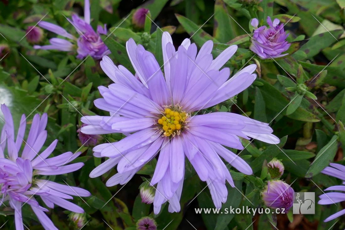 Aster dumosus ´Paleček´
