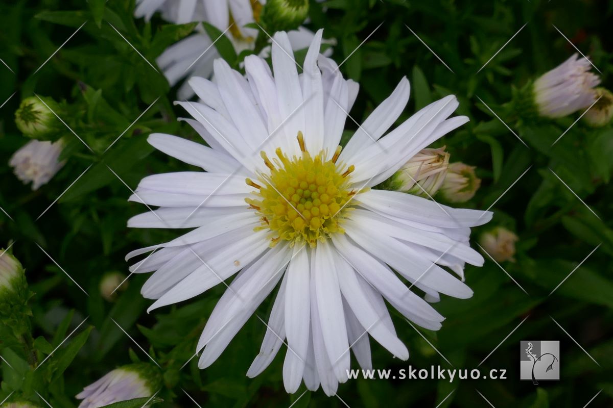 Aster dumosus ´Schneekissen´