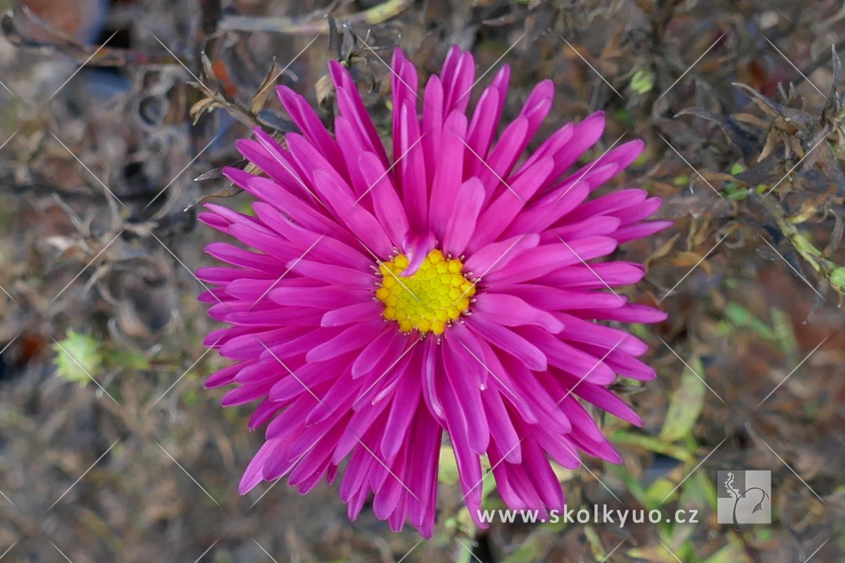Aster novi-belgii ´Royal Ruby´