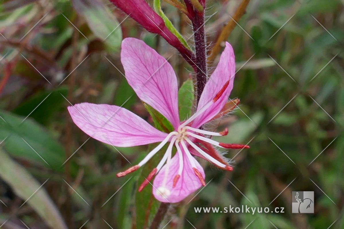 Gaura lindheimeri ´Cherry Brandy´