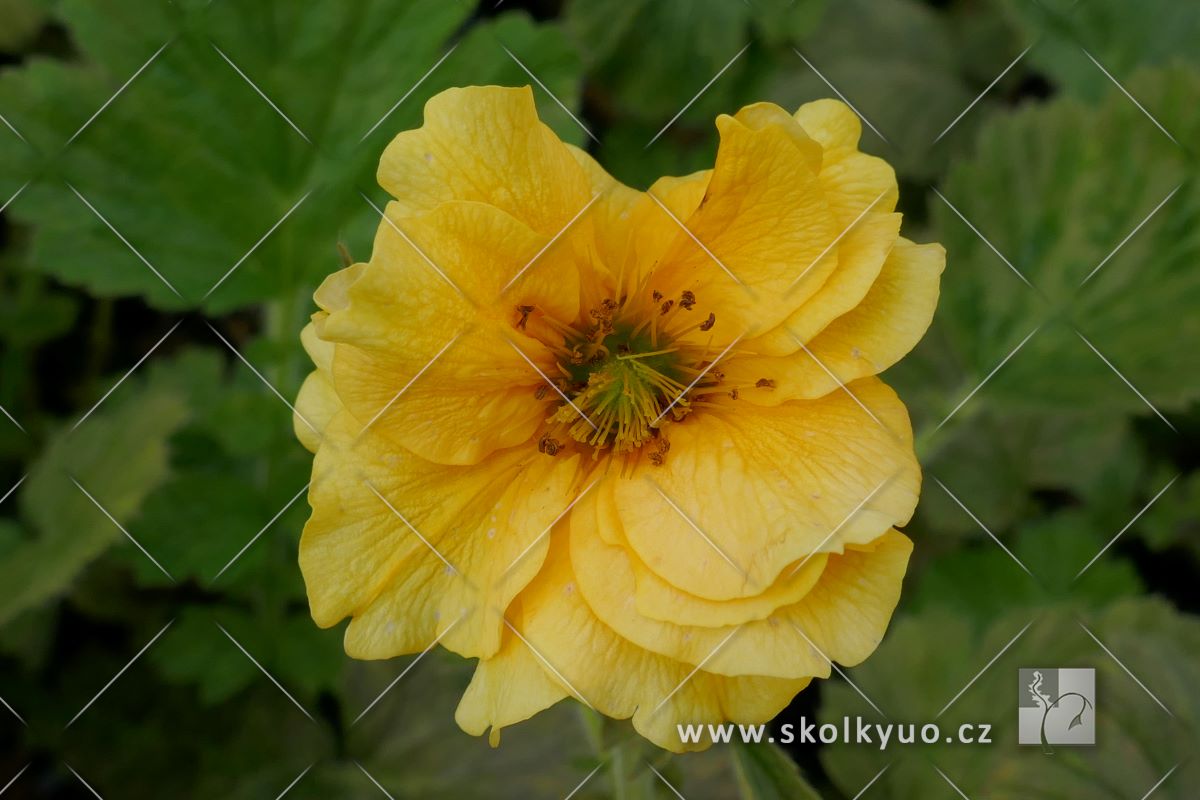 Geum ´Sunrise´
