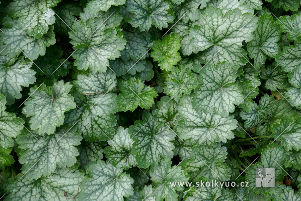 Heuchera ´Little Cutie Peppermint´