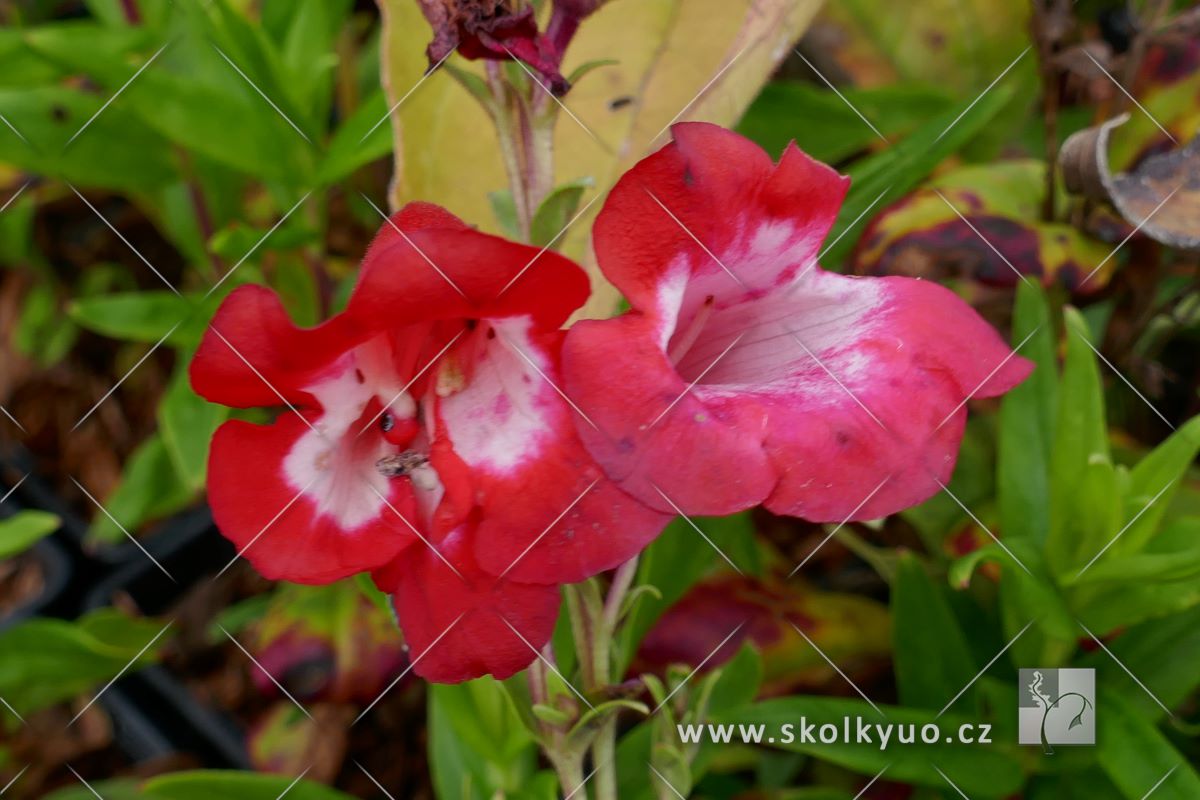 Penstemon hartwegii ´Polaris Red´