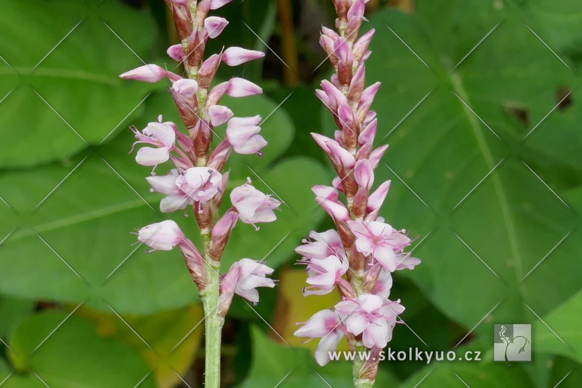 Persicaria amplexicaulis ´ JS Misty Morning´