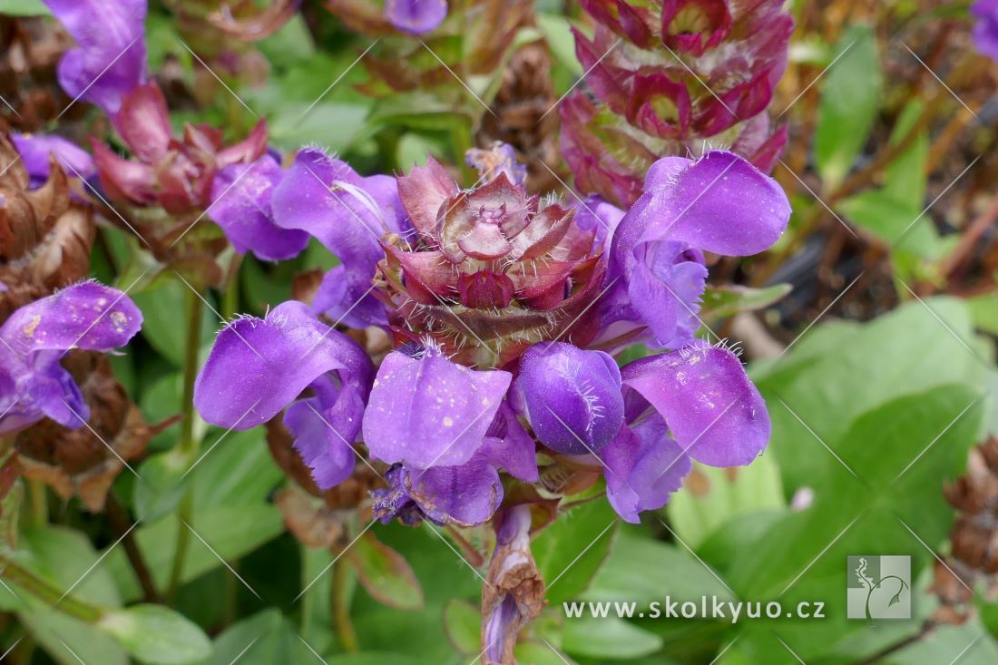 Prunella grandiflora