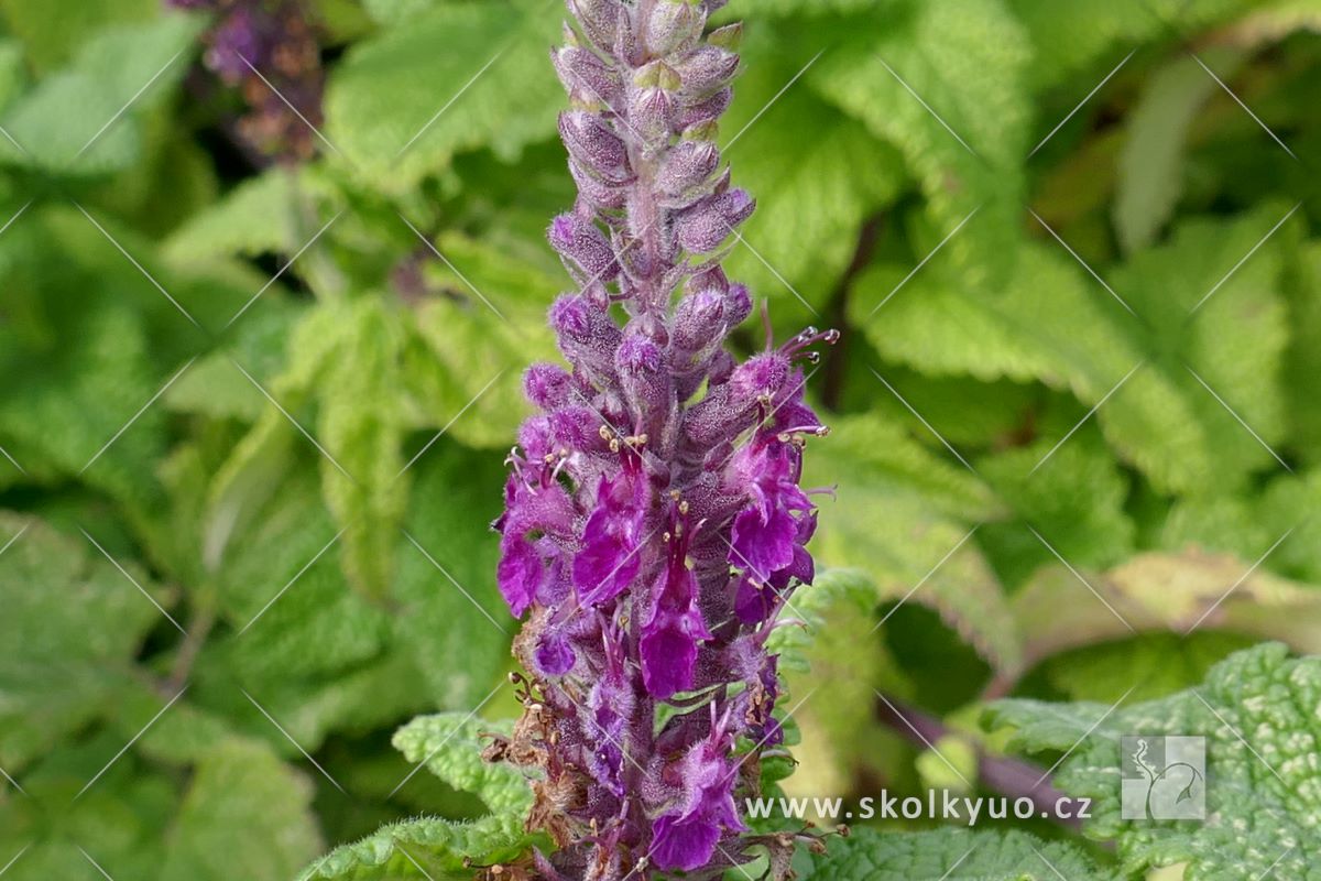 Teucrium hircanicum