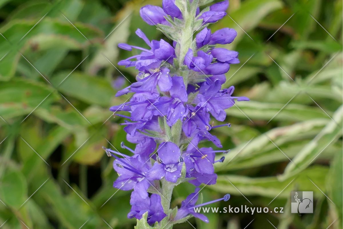 Veronica spicata