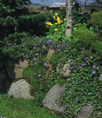 Vinca minor