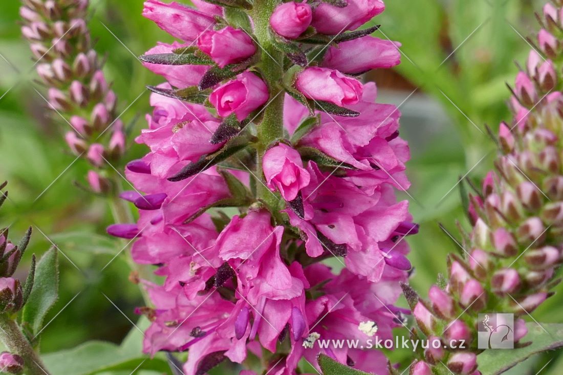 Veronica spicata ´Bubblegum Candles´