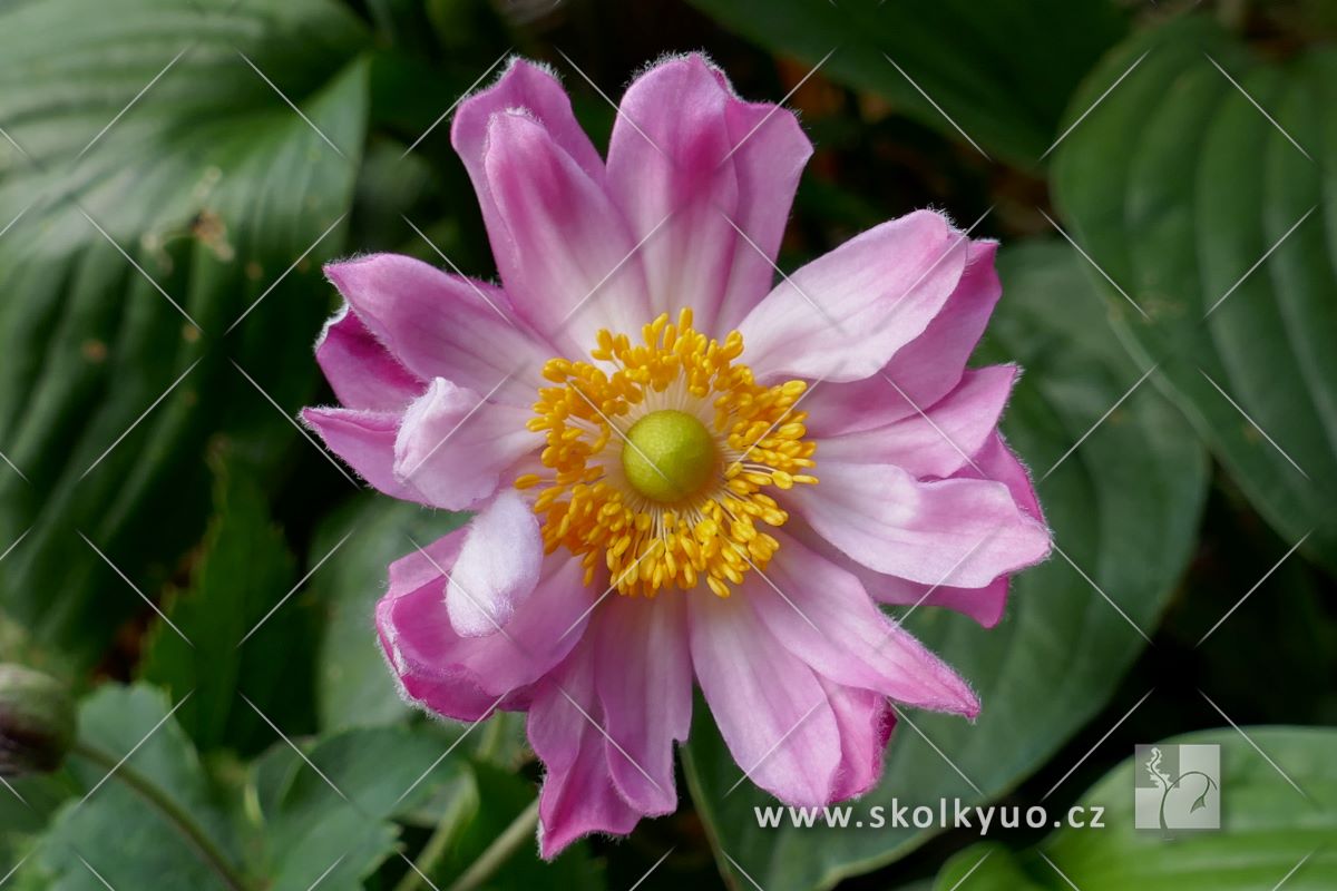 Anemone ´Pretty Lady Emily´