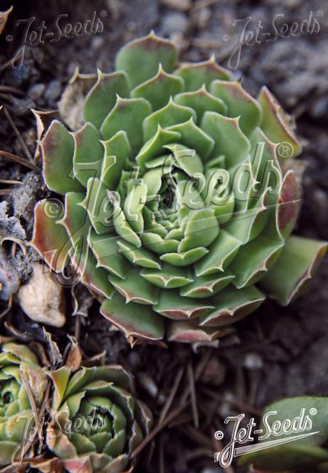 Sempervivum hybridum