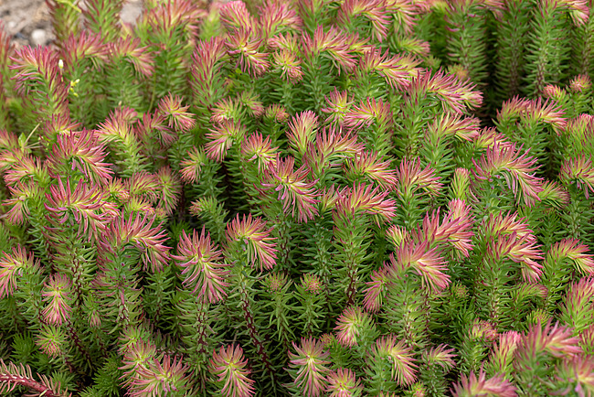 Sedum forsterianum ´Elegans´