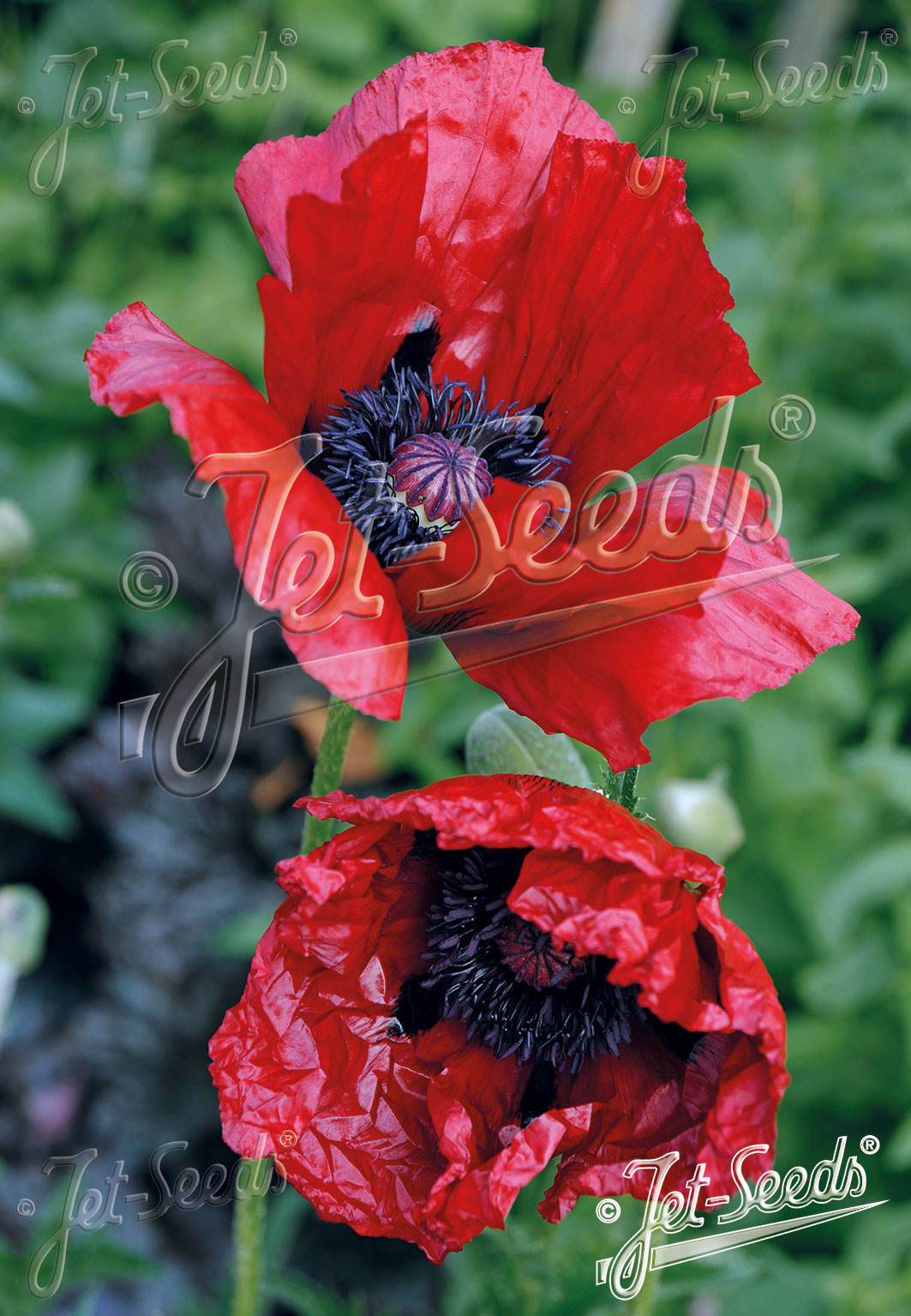 Papaver orientale ´Beauty of Livermere´