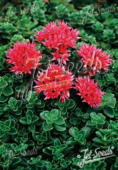Sedum spurium ´Summer Glory´