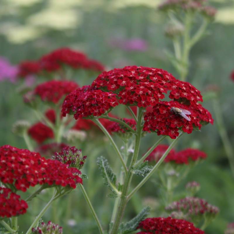 Achillea millefolium ´Red Velvet´
