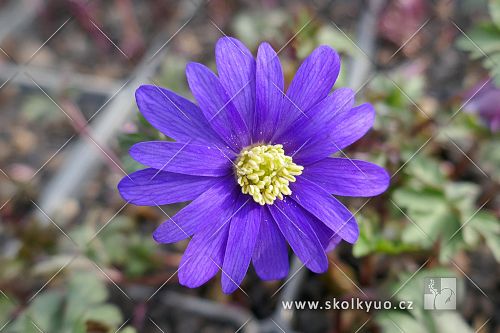 Anemone blanda ´Blue Shades´