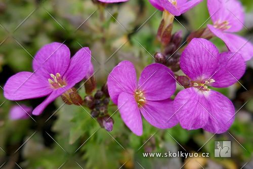 Arabis caucasica ´Compinkie´