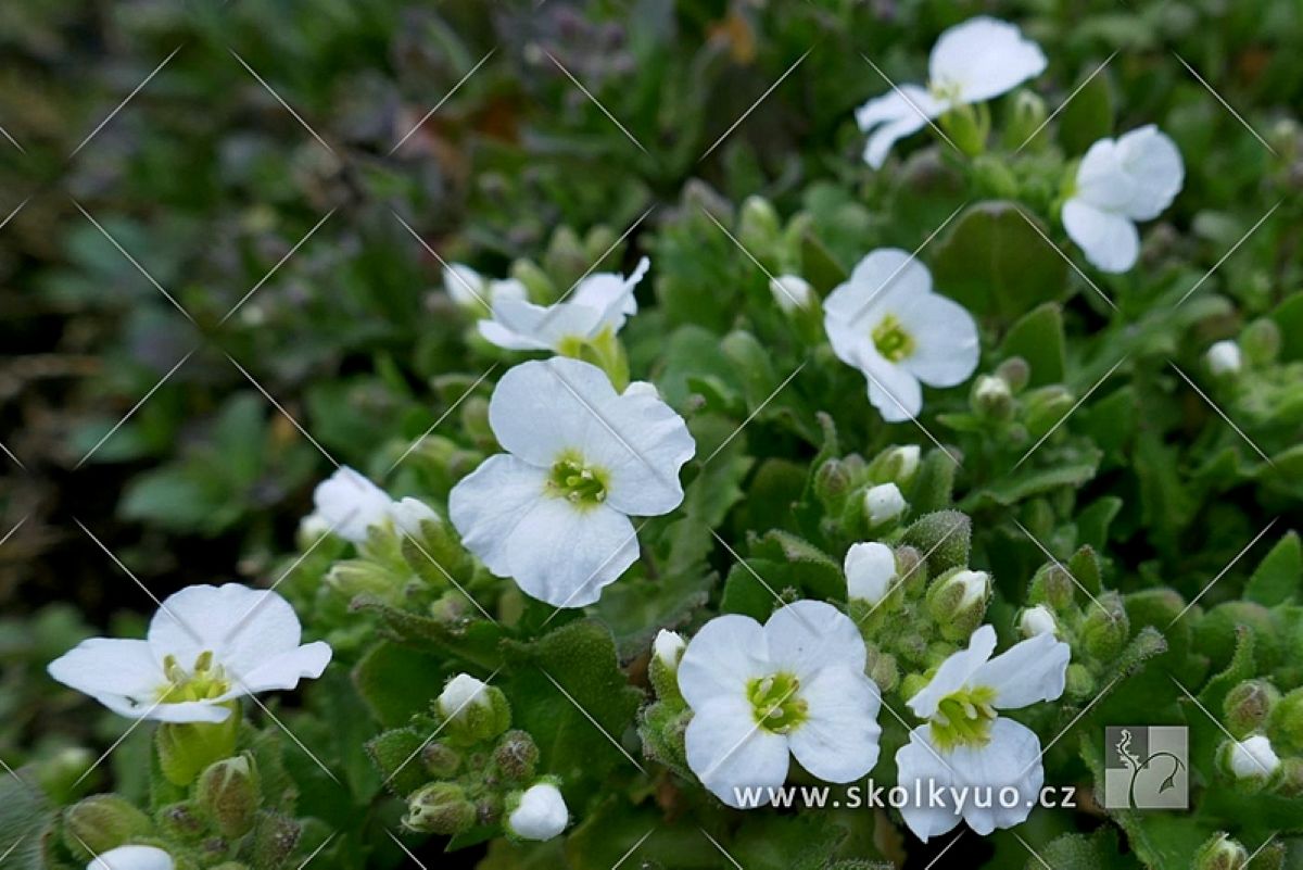 Arabis caucasica ´Snowfix´