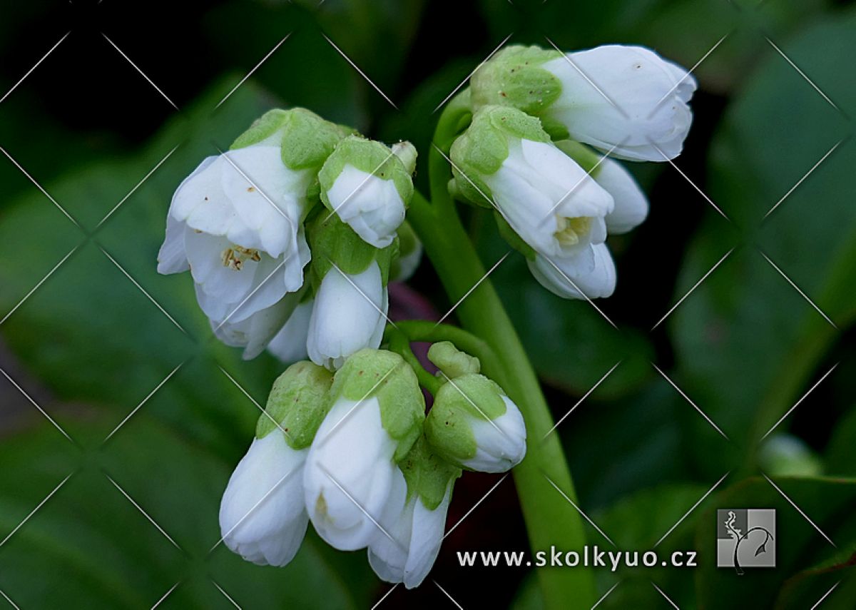 Bergenia cordifolia ´Snowtime´