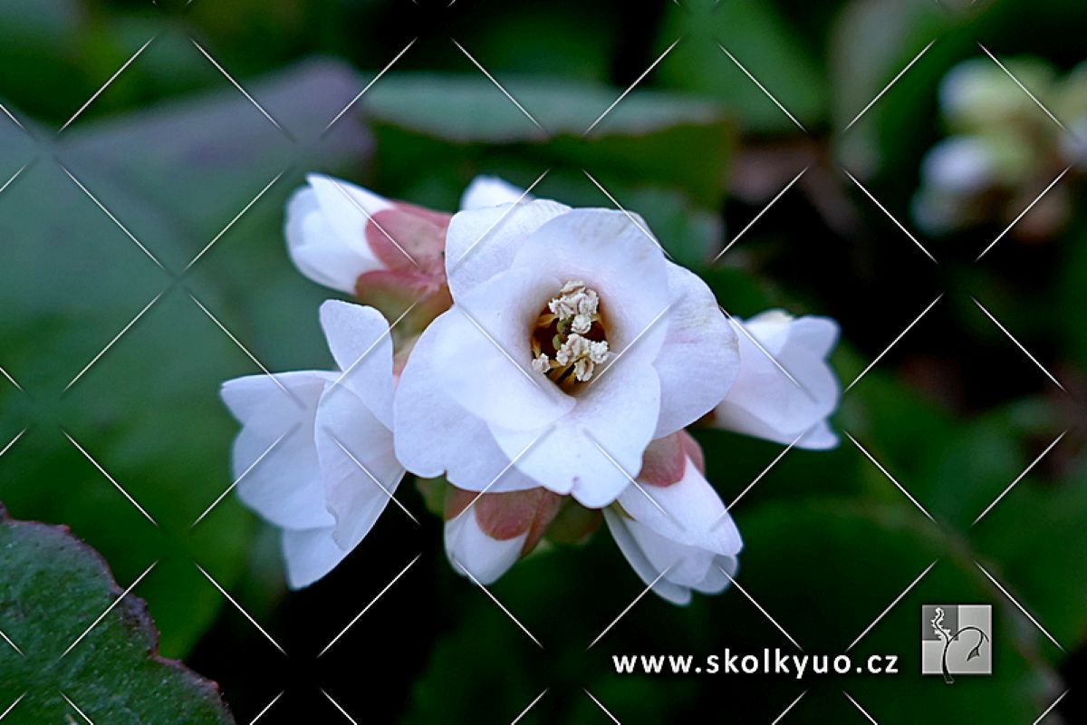 Bergenia ´Jelle´