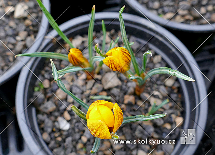 Crocus chrysanthus ´Gipsy Girl´