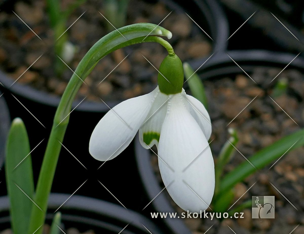 Galanthus nivalis