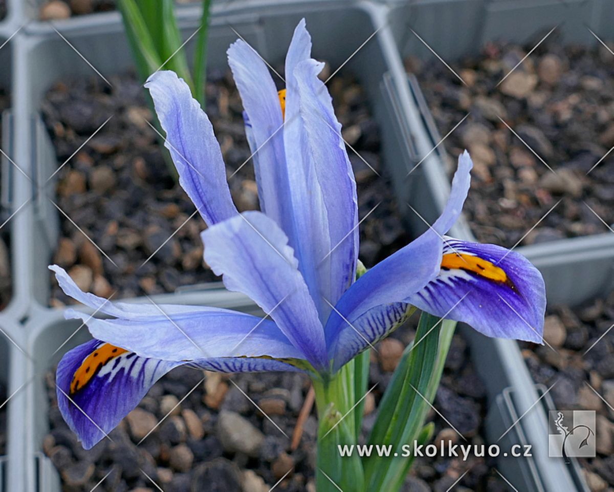 Iris reticulata ´Alida´
