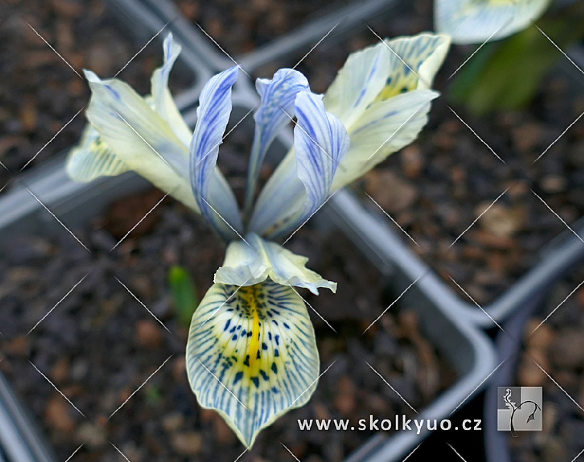 Iris reticulata ´Katharine Hodgkin´