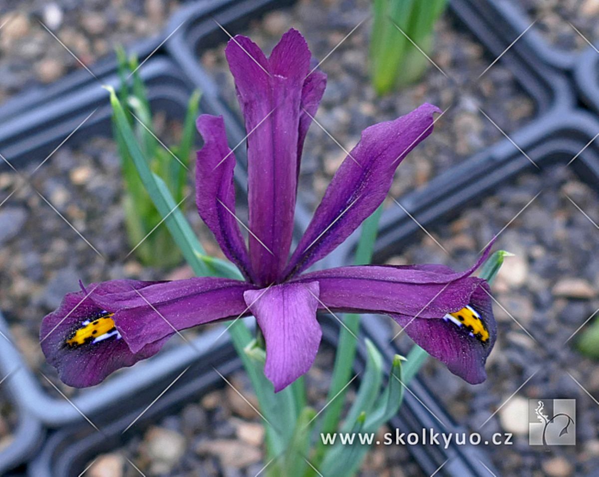 Iris reticulata