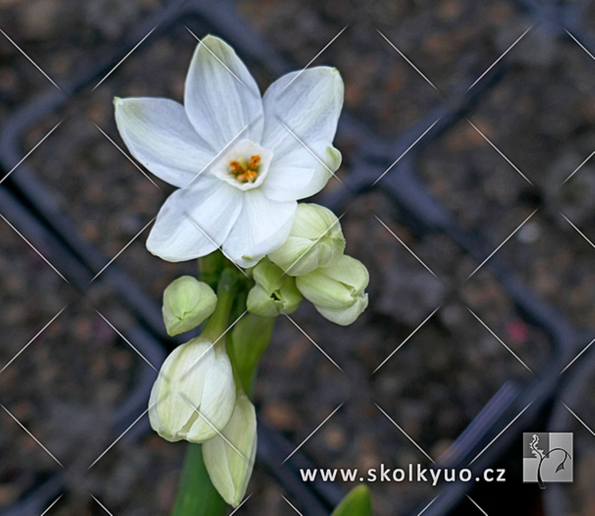 Narcissus tazetta ´Ziva´