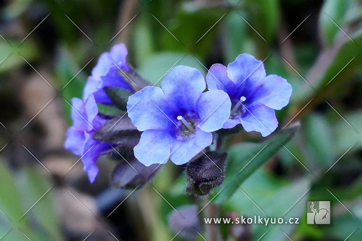Pulmonaria ´Blue Ensign´