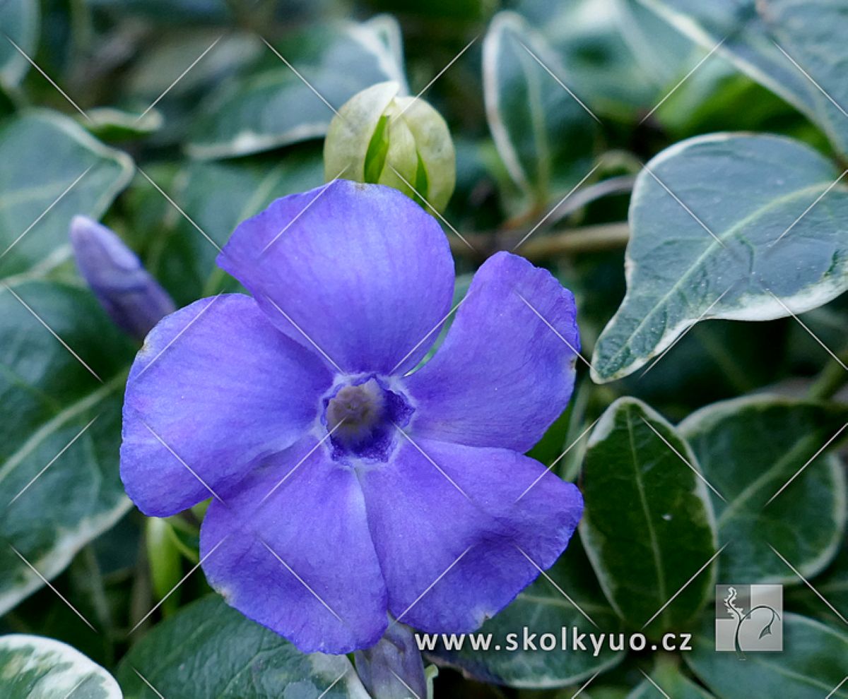 Vinca minor ´Ralph Shugert´