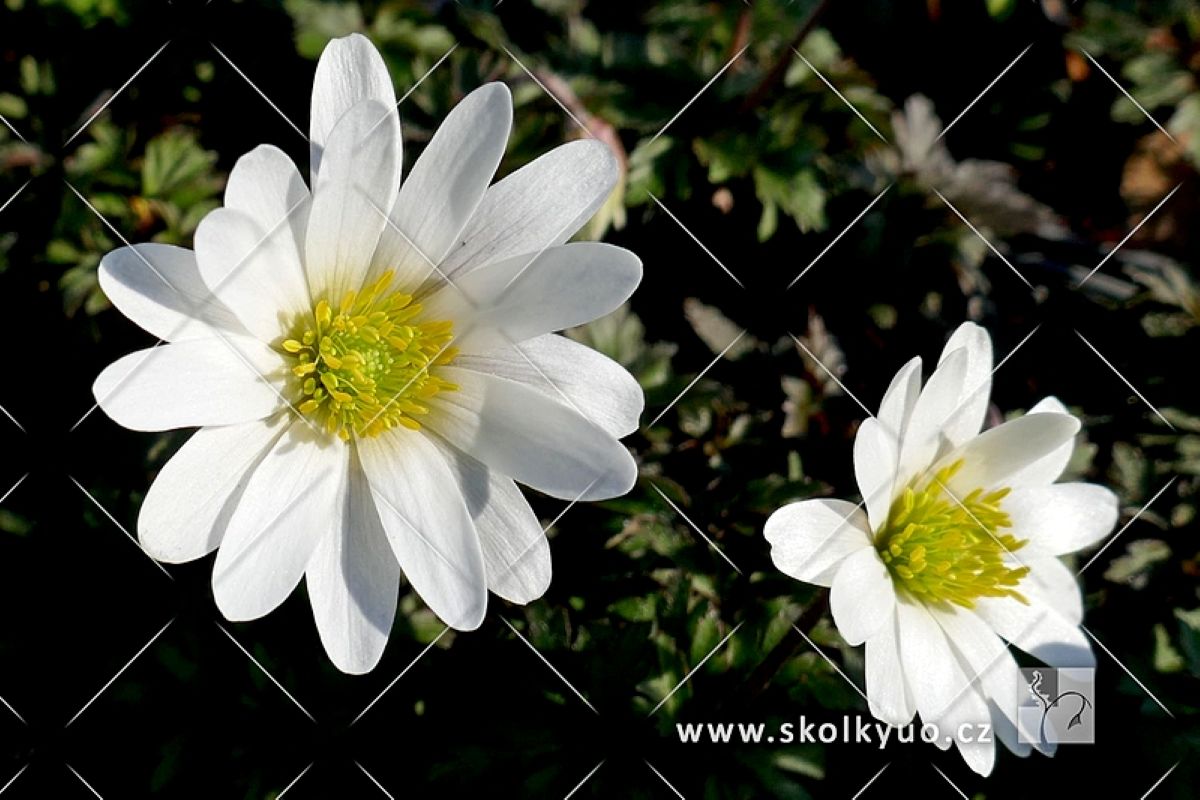 Anemone blanda ´ White Splendour´