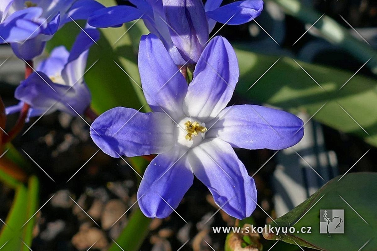 Chionodoxa forbesii ´Blue Giant´