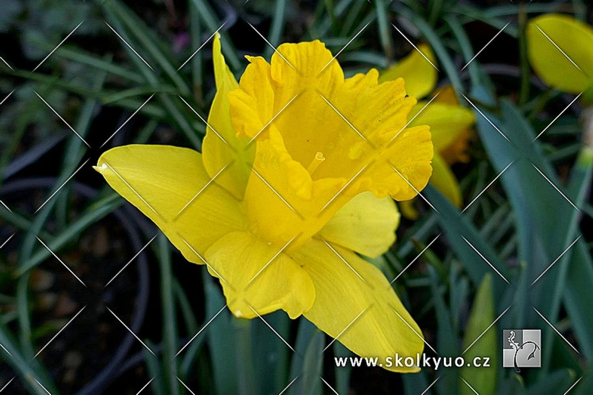 Narcissus ´Dutch Master´