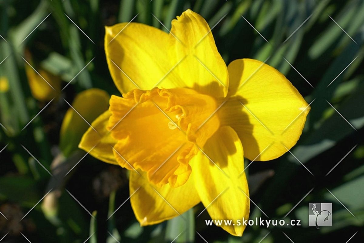 Narcissus hybrida ´Golden Harvest´