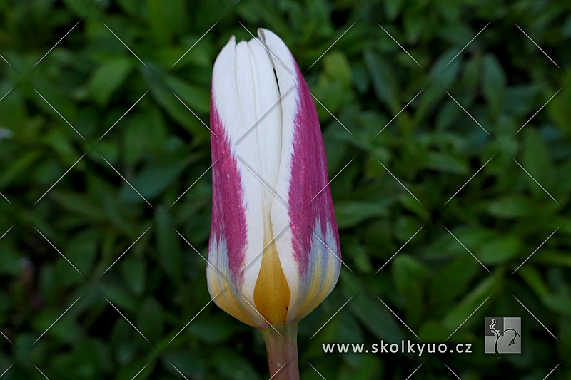 Tulipa ´Ice Stick´