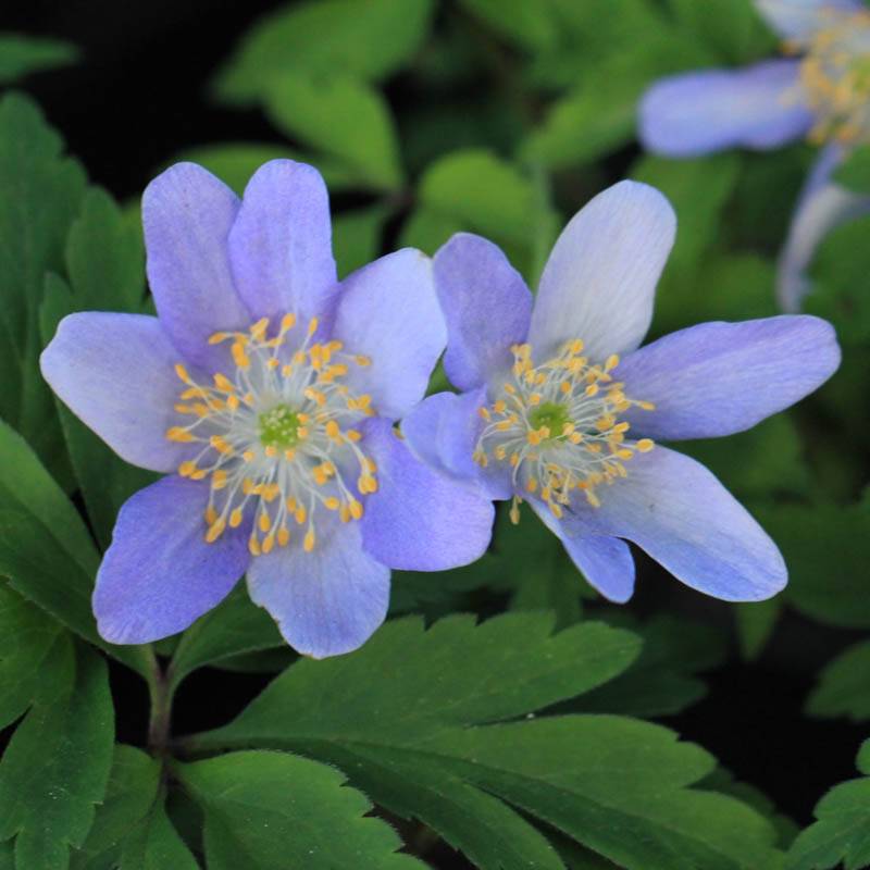 Anemone nemorosa ´Robinsoniana´