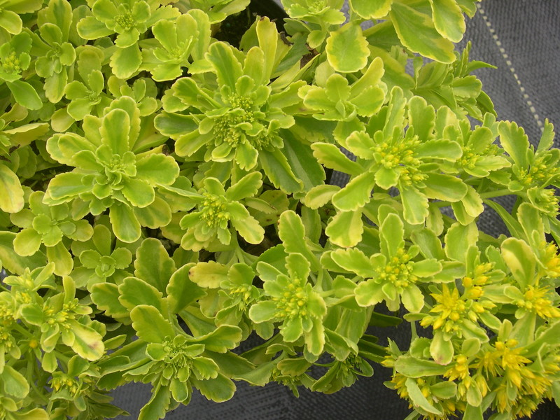 Sedum kamtschaticum ´The Edge´