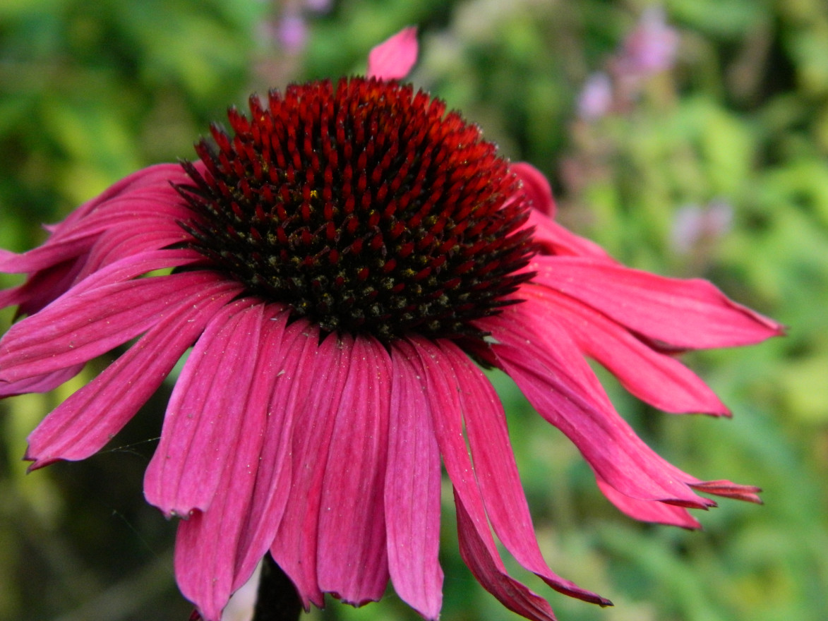 Echinacea ´Fatal Attraction´